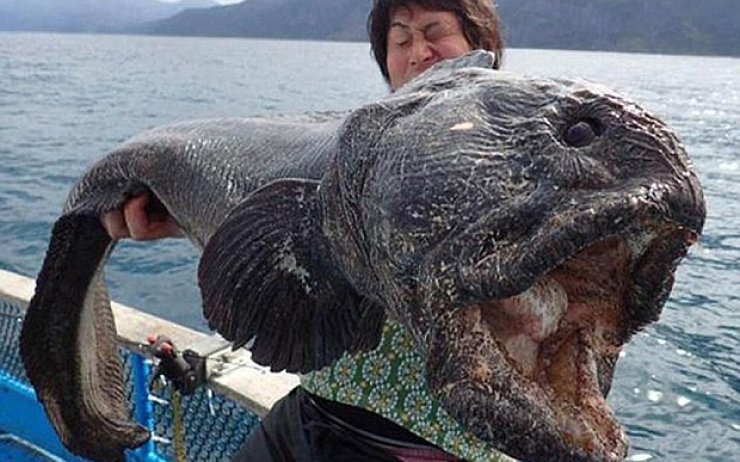 Japonya'da Tutulan Dev Kurt Balığı Fukuşima Korkusunu Tekrardan Gündeme  Getirdi | Tarihi Olaylar